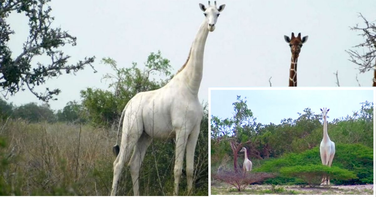 1 29.png?resize=412,275 - Two Of The Last White Giraffes In The World Were Slaughtered by Poachers