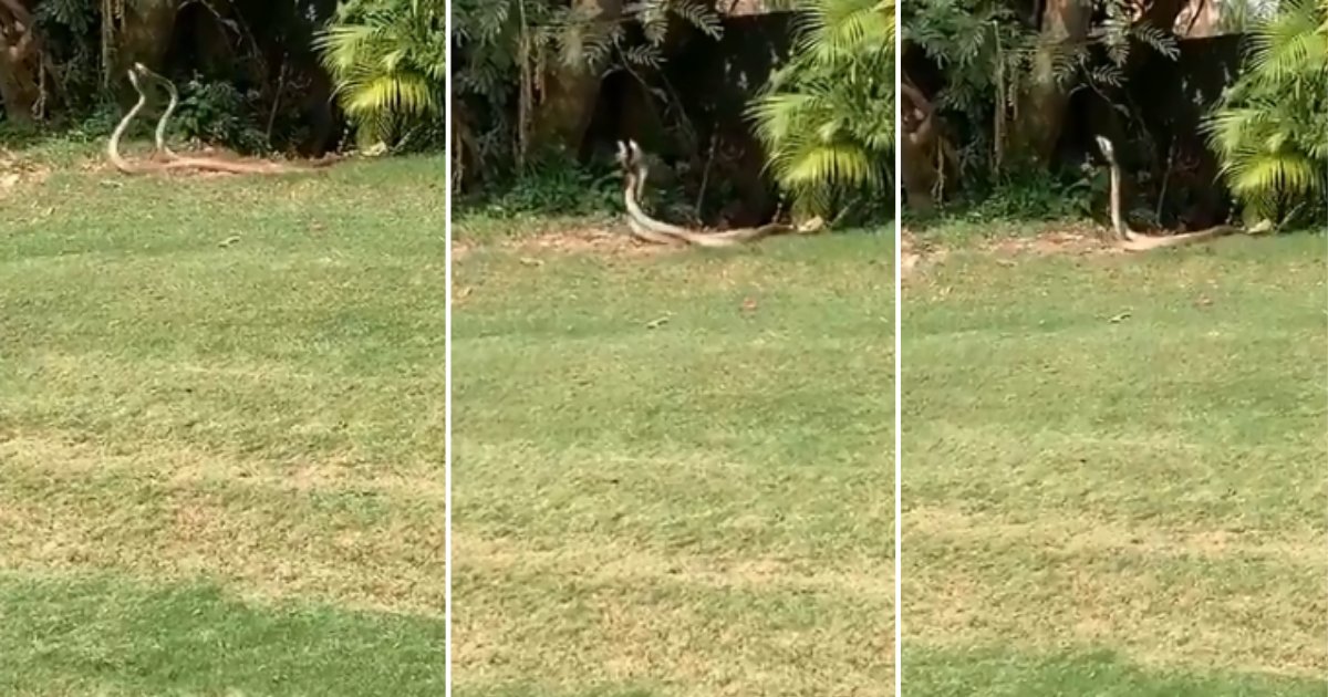 1 33.png?resize=412,275 - People Are Confused If These Snakes Are Fighting or Mating