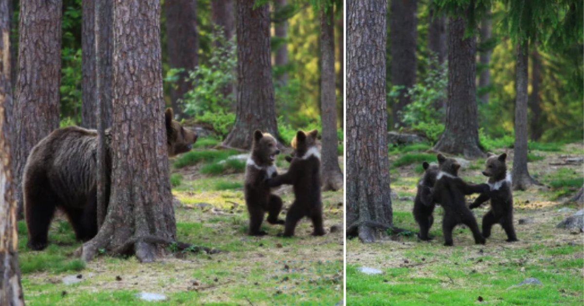 1 51.png?resize=412,275 - Teacher Captures Dancing Bear Cubs in the Woods While Pursuing Photography Hobby