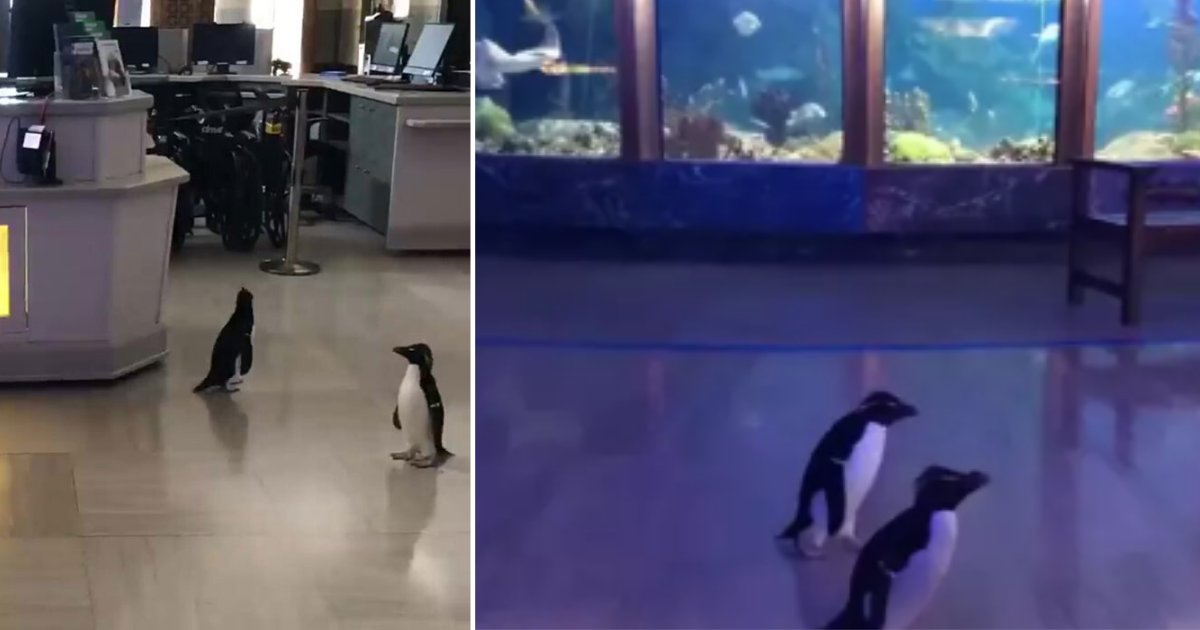 12 4.png?resize=412,275 - Penguins Enjoyed Going on a Field Trip to the Aquarium While it was Closed for Humans