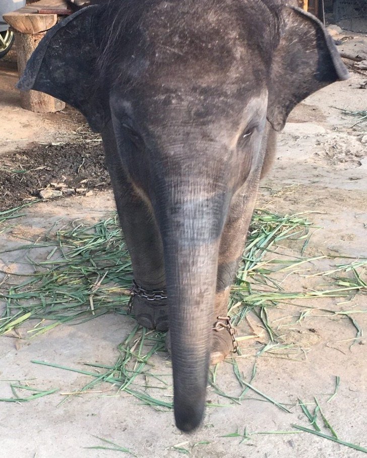 Resultado de imagen de meena elefante tailandia