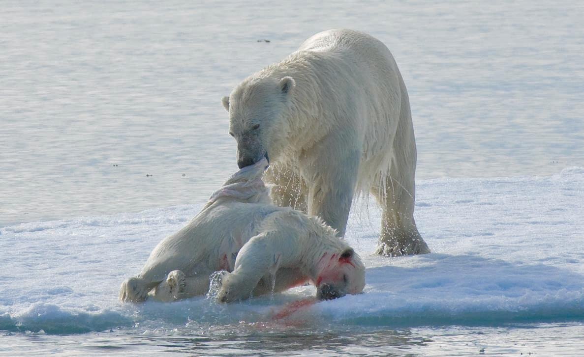 Resultado de imagen de osos polares