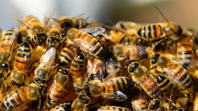 Resultado de imagen de enjambre de abejas