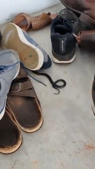 Resultado de imagen de serpiente venenosa se camufla entre una pila de zapatos en una casa familiar en Australia