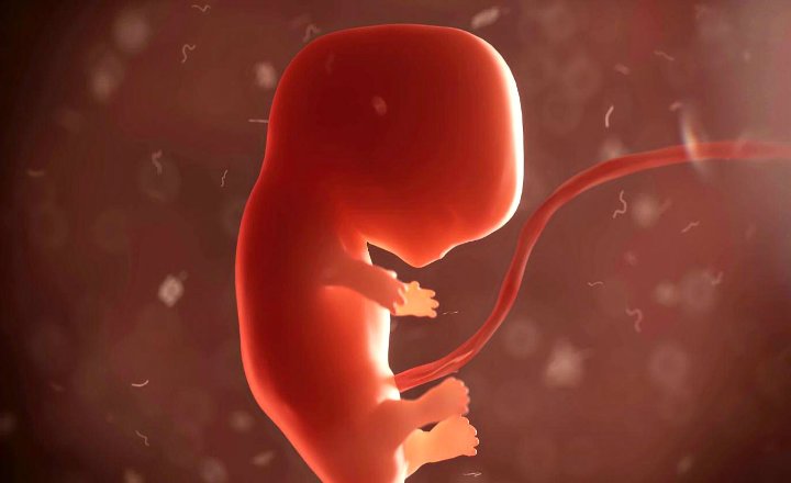Resultado de imagen de embrion