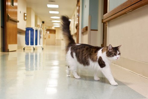 Devorador do Pecado: Oscar, o gato que prever a morte