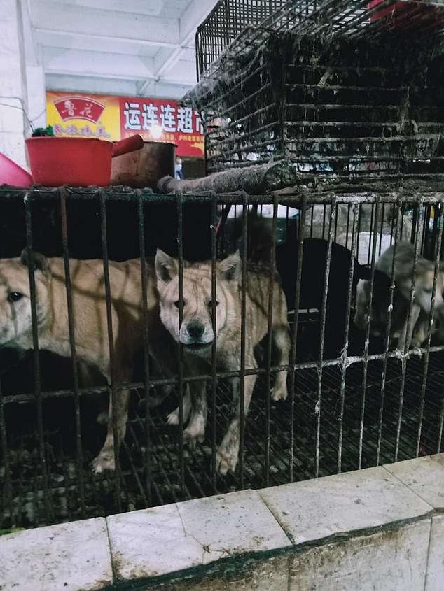 Dogs and rabbits are butchered and sold at a meat market in Guilin, southwest China, on Saturday, 28 March 2020 despite infection concerns about this type of market