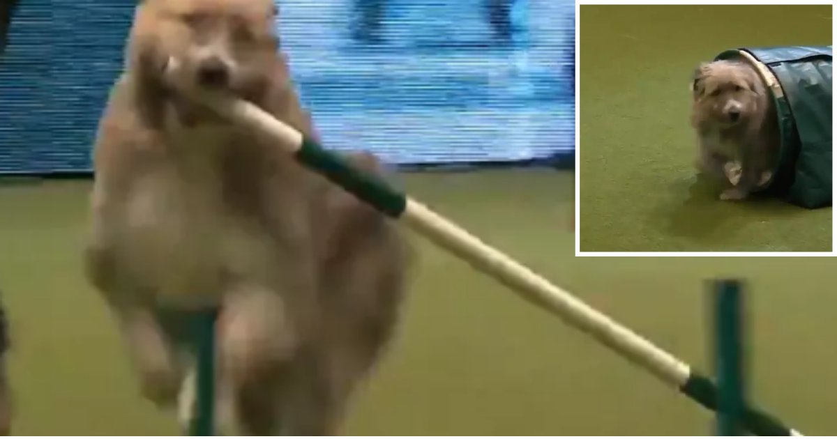 2 15.png?resize=1200,630 - Rescue Pup Makes Everyone Burst Out in Laughter at Crufts With His Performance