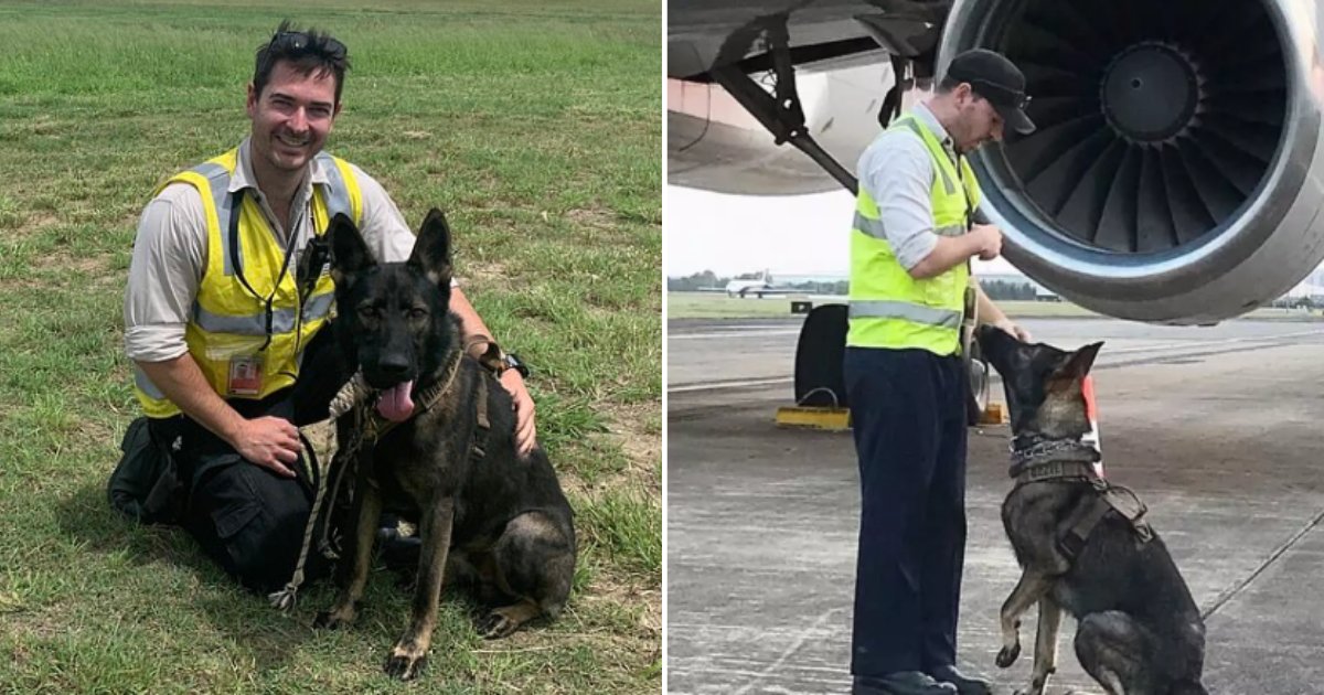 2 16.png?resize=1200,630 - Police Dog That Was Sacked For “Being Too Soft” Finds a New Job At Airport