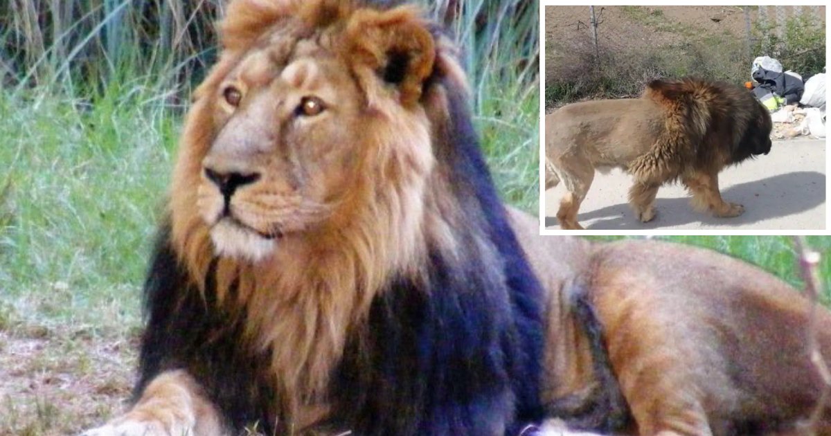 2 33.png?resize=412,275 - Twitter is Going Crazy Over a Dog Who Has Been Mistaken for a Lion