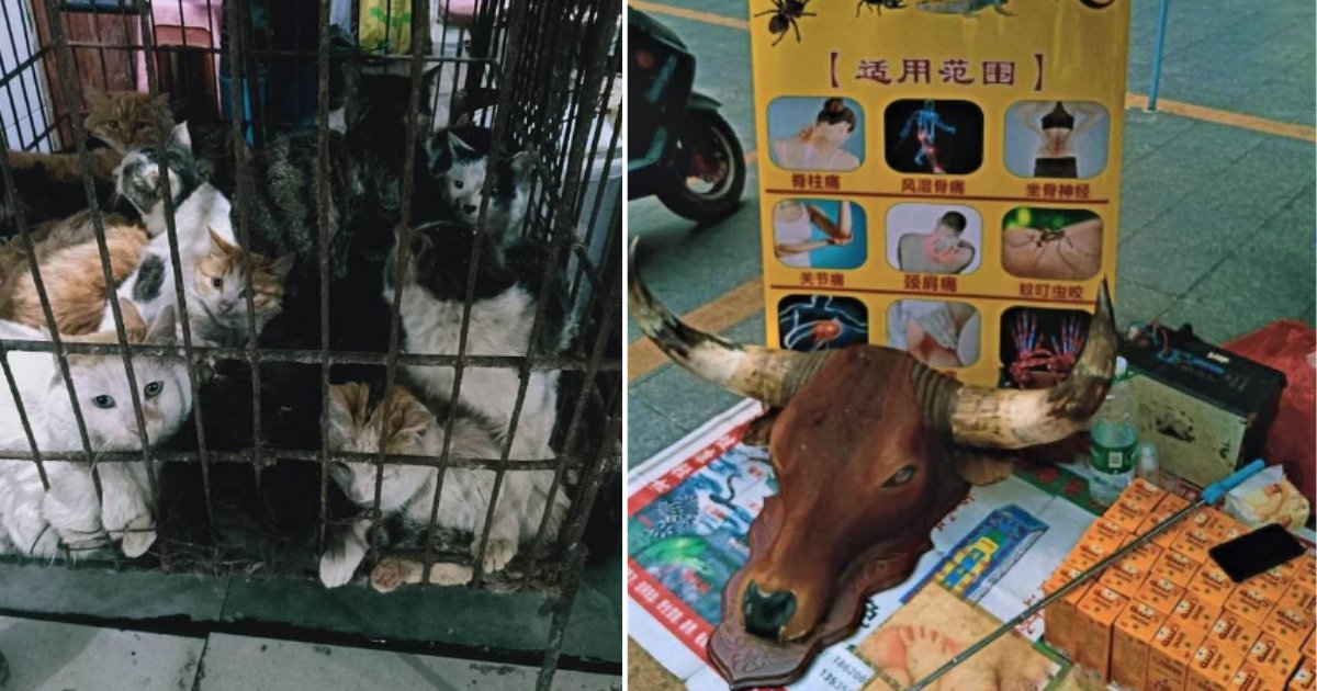 2 81.png?resize=412,275 - After China Lifts The Lockdown, Chinese Butcher Markets Are Again Selling Bats and All Other Meats