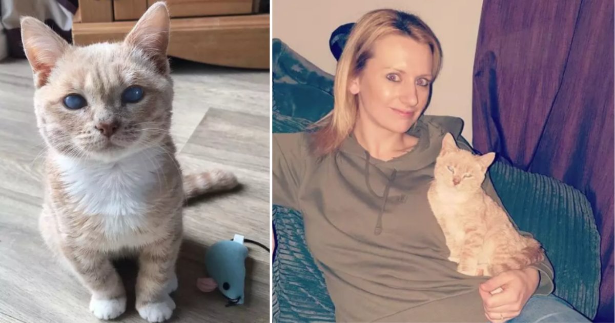 This Cat is Going to Stay in The Size of a Kitten Forever Due to Dwarfism 3 25.png?resize=1200,630 - This Cat is Going to Stay in The Size of a Kitten Forever Due to Dwarfism