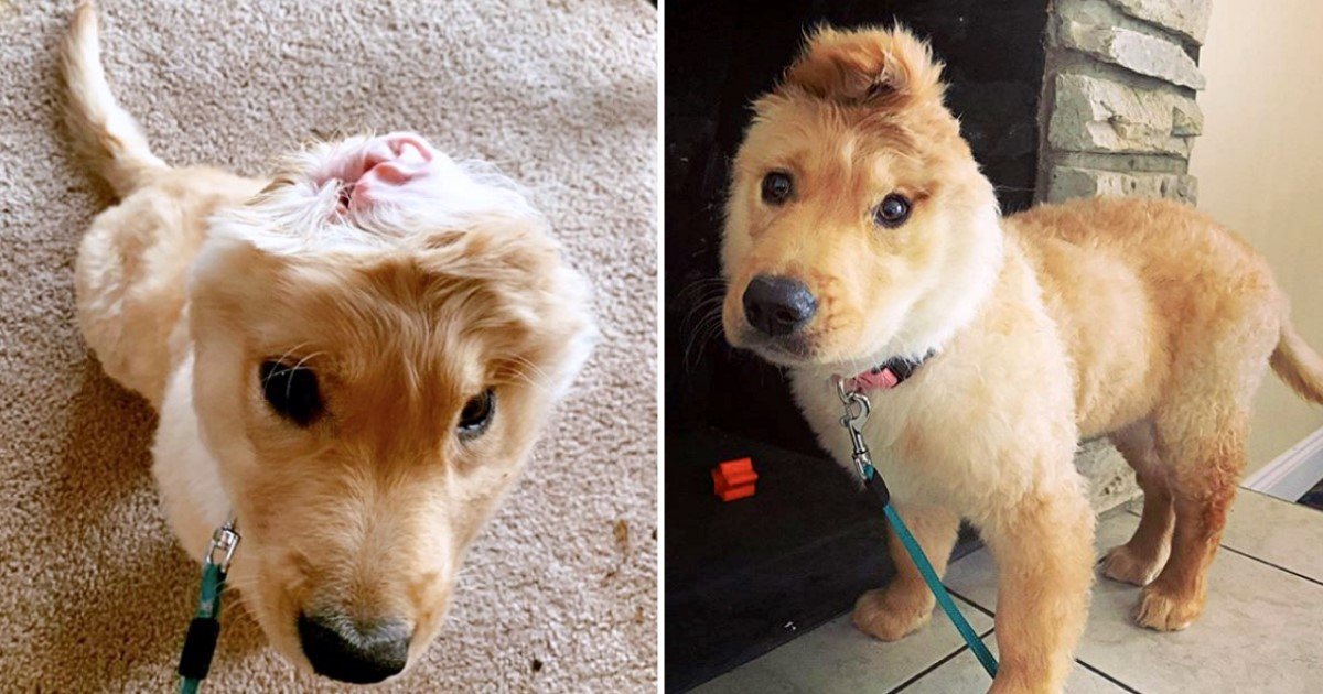 3 76.jpg?resize=1200,630 - Puppy Who Lost An Ear To Injury At Birth Developed An Adorable “Unicorn” Look