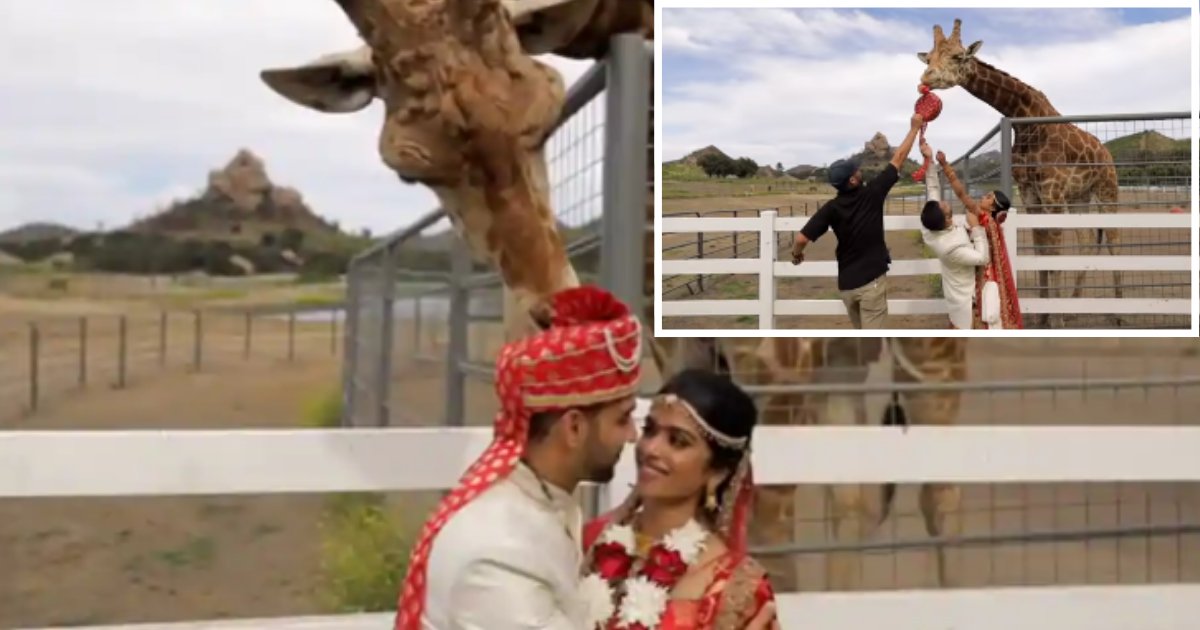 4 22.png?resize=1200,630 - This Giraffe Photobombed Couple’s Wedding and Tried to Eat the Turban of the Groom 