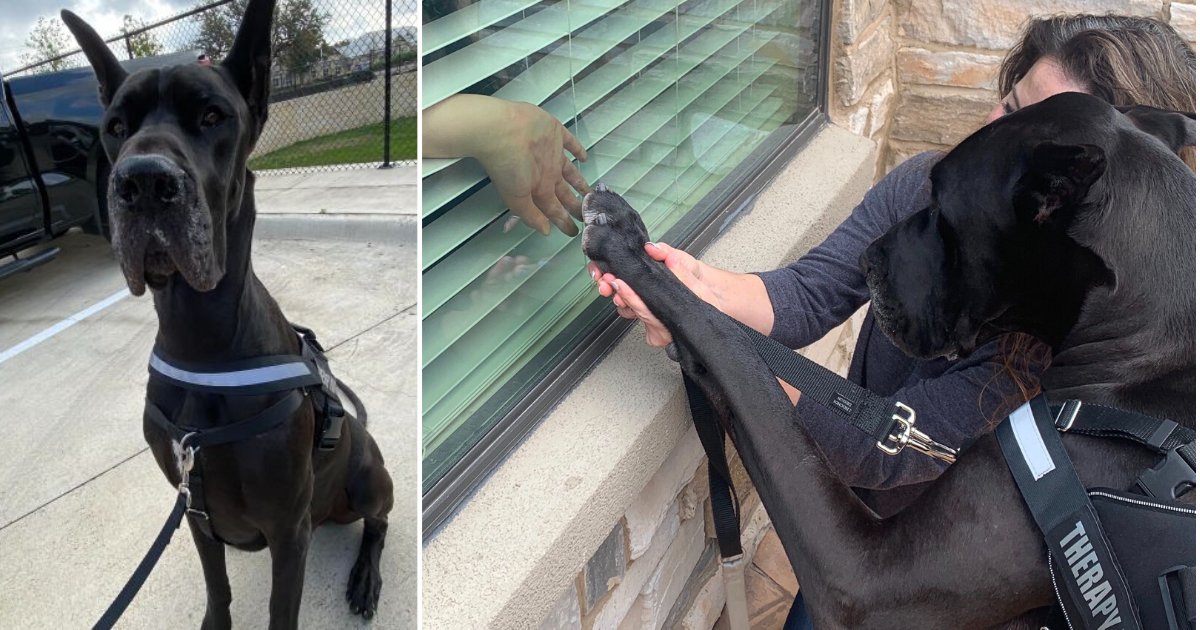 4 47.png?resize=412,275 - Therapy Dog Visited The Windows Of Senior Center To Cheer Up Residents Amid Coronavirus