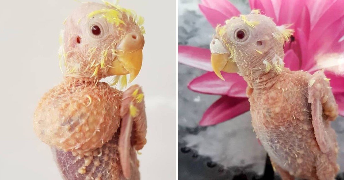 4 5.jpg?resize=412,232 - Parrot Who Lost All Her Feathers After Catching A Viral Disease Finally Found A Loving Family