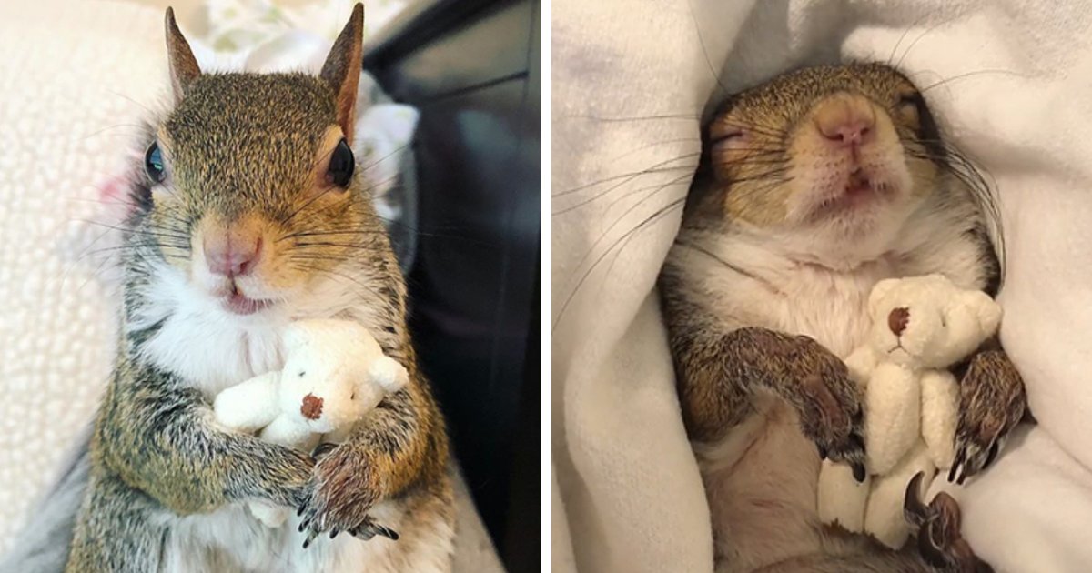 4 56.png?resize=412,275 - A Squirrel Rescued From A Hurricane Is Deeply In Love With Her Tiny Teddy Bear