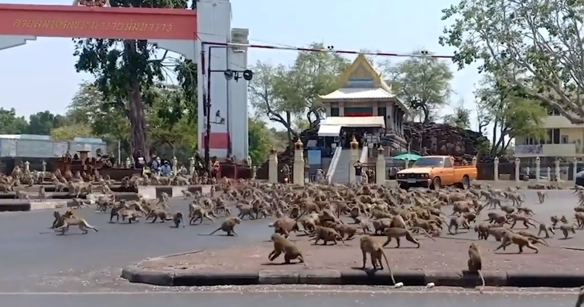 4 60.jpg?resize=1200,630 - Wild Monkeys Swarmed Thailand In Search Of Food As Coronavirus Decreased Number Of Tourists Who Generally Brought Them Food