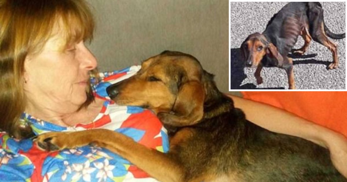 5 12.png?resize=1200,630 - Dog Rescues The Life Of His Owner By Sniffing Her Arms For Breast Cancer