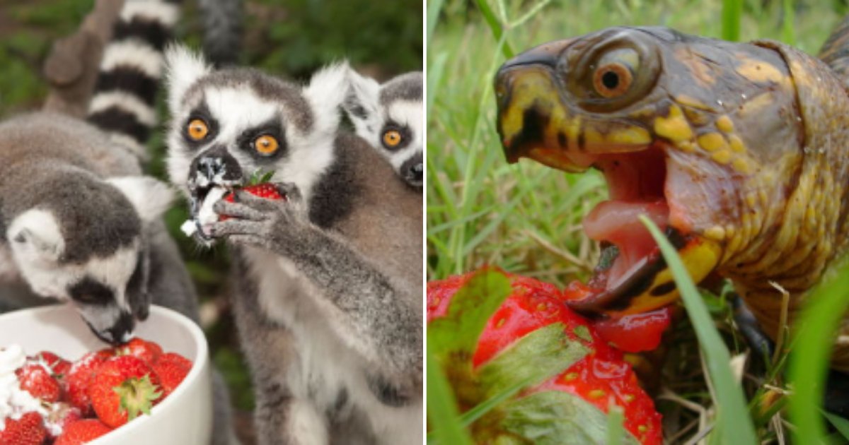 5 43.png?resize=1200,630 - These 20 Adorable Animals Look No Less Than Monsters While Eating Berries