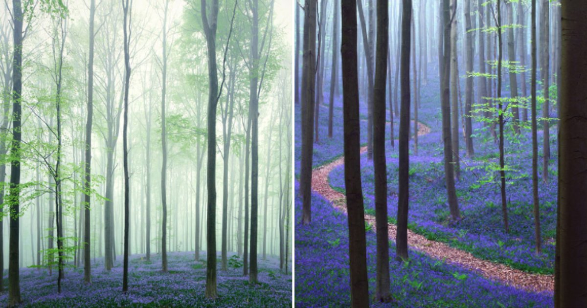 5 47.png?resize=1200,630 - This Magical Forest in Belgium is Lined With BlueBell Flowers