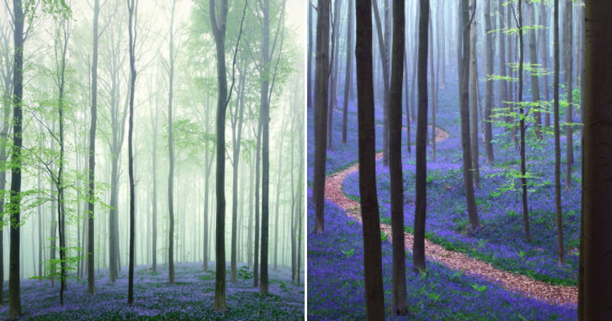 5 47.png?resize=412,275 - This Magical Forest in Belgium is Lined With BlueBell Flowers