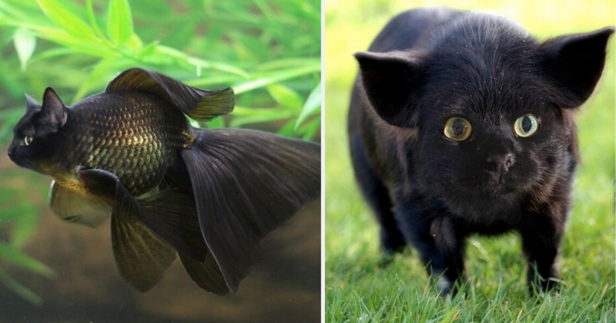 5 62.png?resize=1200,630 - Someone Creates What Animals Would Look Like With Cat Faces And The Results Are Amusing