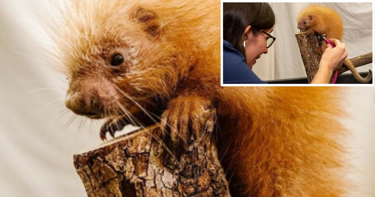 5 73.png?resize=412,275 - This Adorable Baby Porcupine Made His Debut To Disney World’s Animal Kingdom