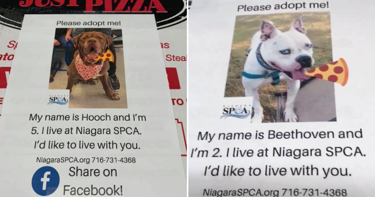 6 4.png?resize=412,275 - Pizza Place Prints Adoptable Dog Photos on Pizza Boxes