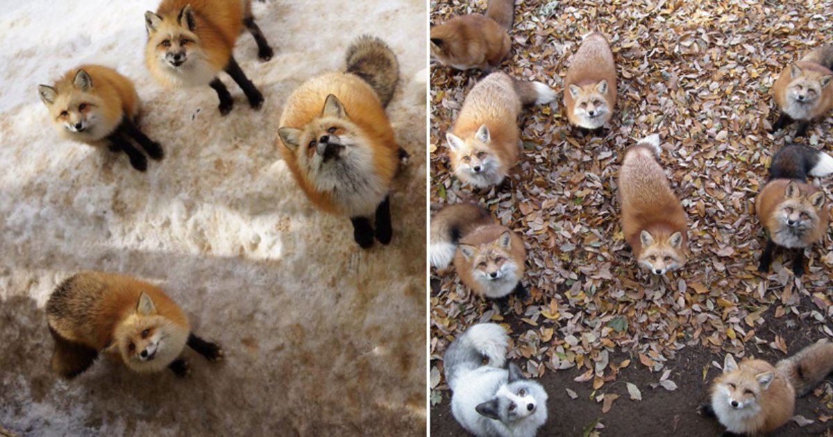 6 43.png?resize=1200,630 - This Fox Village in Japan is The Heaven On Earth