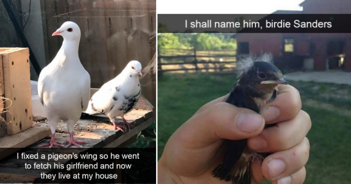 6 50.png?resize=412,232 - These 25 Birds Were Absolutely Funny