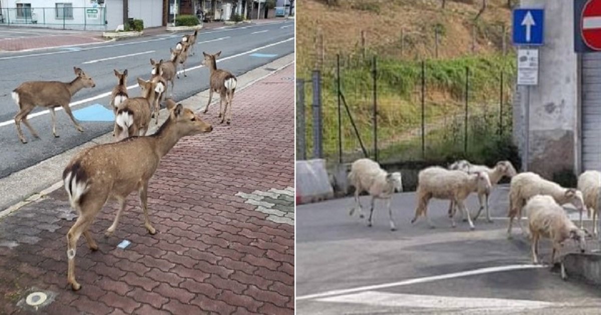 a3 1.jpg?resize=412,232 - As People Stay Inside Their Homes, Animals Are Fearlessly Wandering The Streets