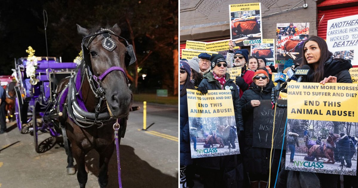 aisha6.png?resize=1200,630 - 'This Is Not Tourism!' Carriage Horse Suddenly Collapsed In New York City, Prompting Outrage Among Activists