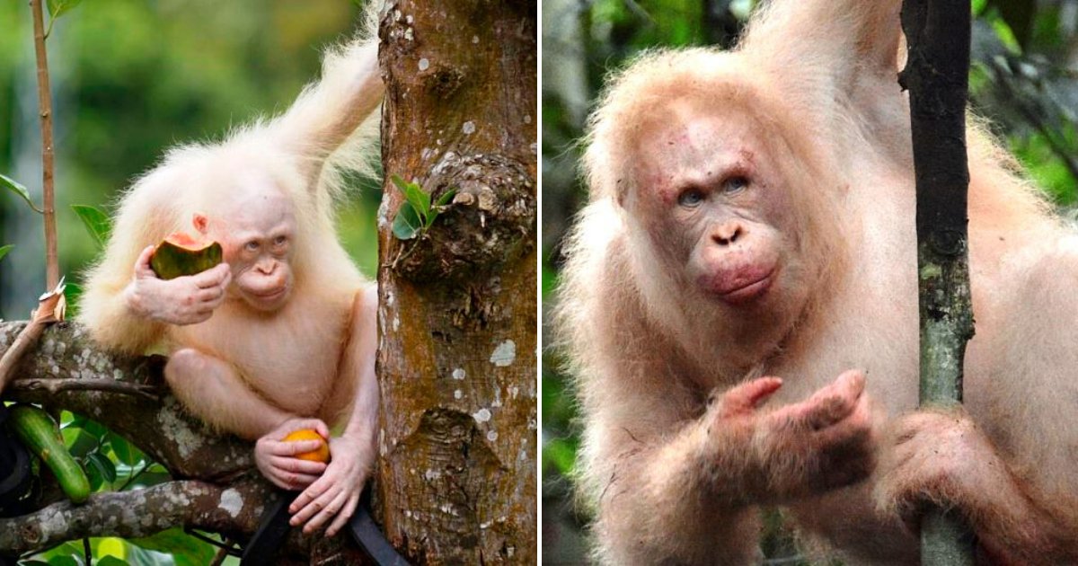 alba6.png?resize=1200,630 - The World's ONLY Albino Orangutan Is Spotted In Rainforest Over A Year After She Was Released