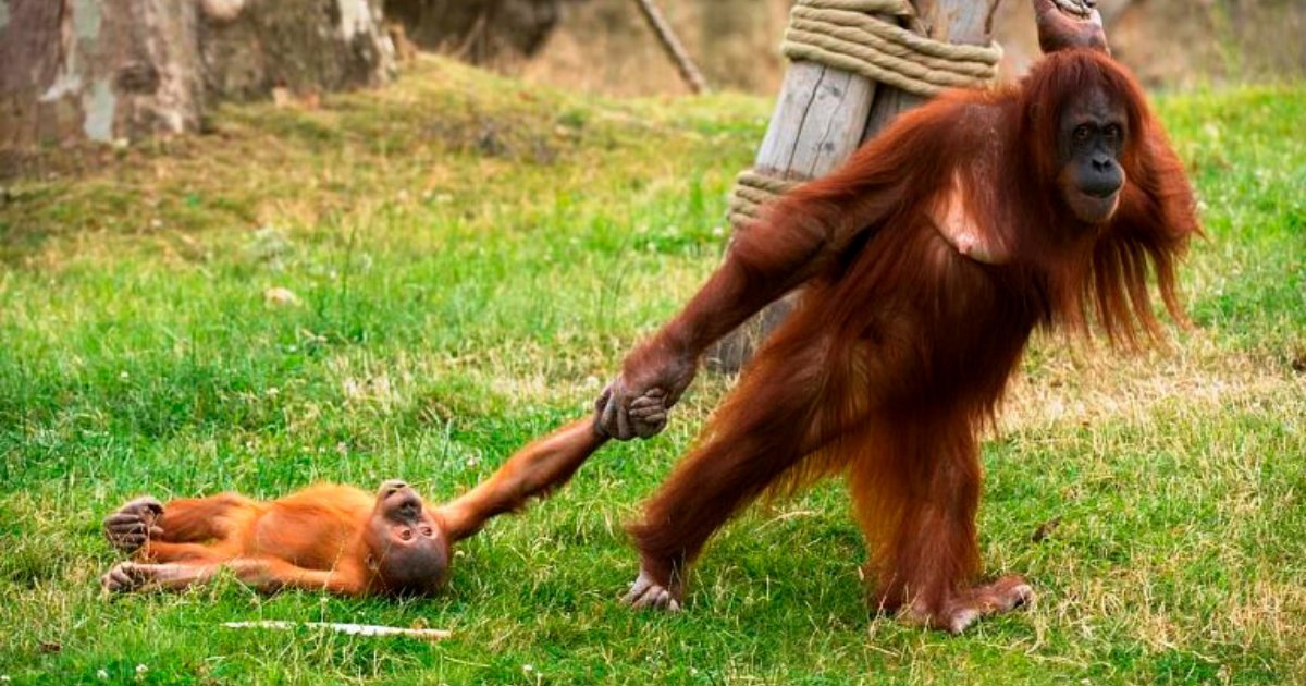 berani5.png?resize=412,275 - Baby Ape Threw An OranguTANTRUM When Mother Pulled Him Away From Playtime
