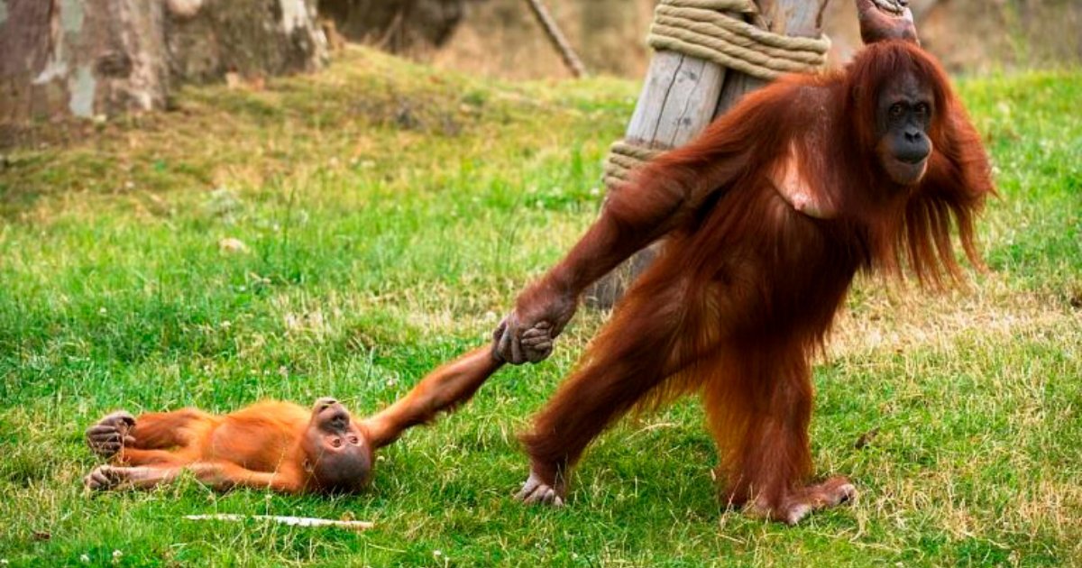 berani5.png?resize=412,232 - Baby Ape Threw An OranguTANTRUM When Mother Pulled Him Away From Playtime
