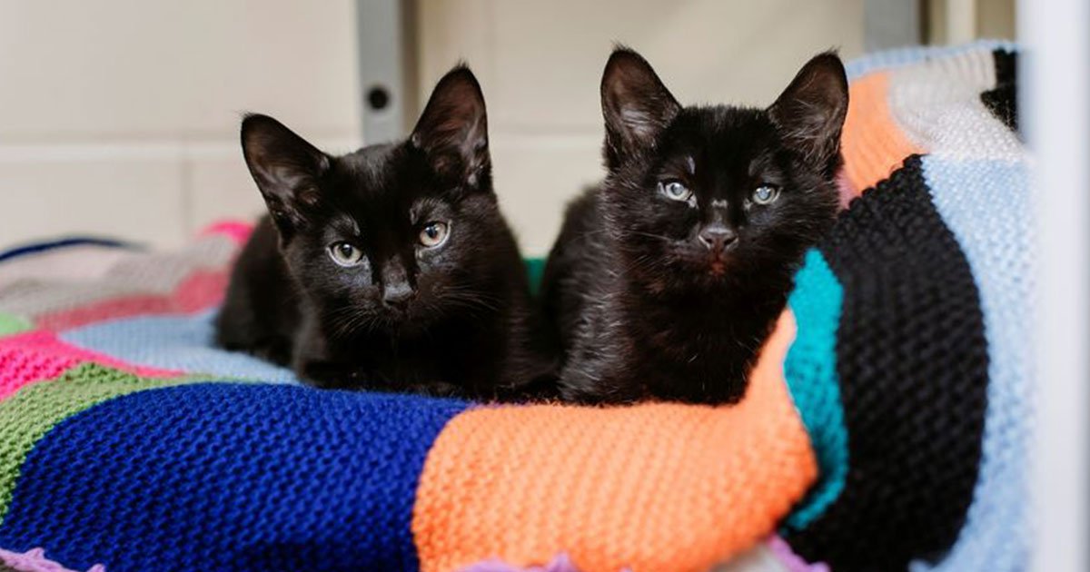 blind kitten cuddled up to his brother to keep him warm after the two were dumped in the cold.jpg?resize=412,275 - Blind Kitten Cuddled His Brother To Keep Him Warm After The Two Were Left In The Cold