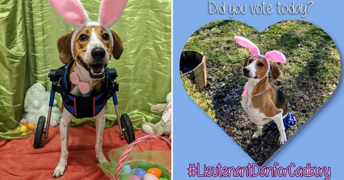bunny6.png?resize=412,275 - Two-Legged Dog Named Lieutenant Dan Competes To Be The Next Cadbury Bunny
