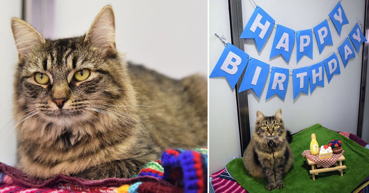 cat birthday no one showed up fiv.jpg?resize=1200,630 - Animal Shelter Threw The Loneliest Cat A Birthday Party Hoping She Would Get A Forever Home But No One Showed Up