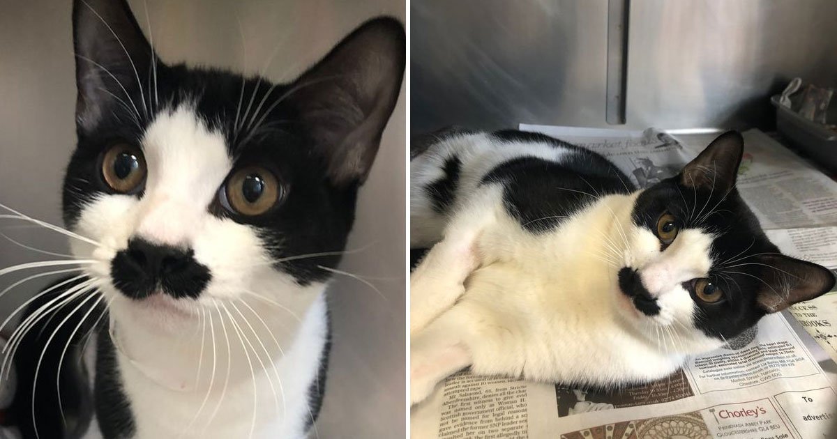 cat looks like adolf hitler.jpg?fit=1024%2C538&ssl=1&strip=all - Cat That Looks Like Adolf Hitler Broke Both Its Legs And Is Now Finding A Forever Home