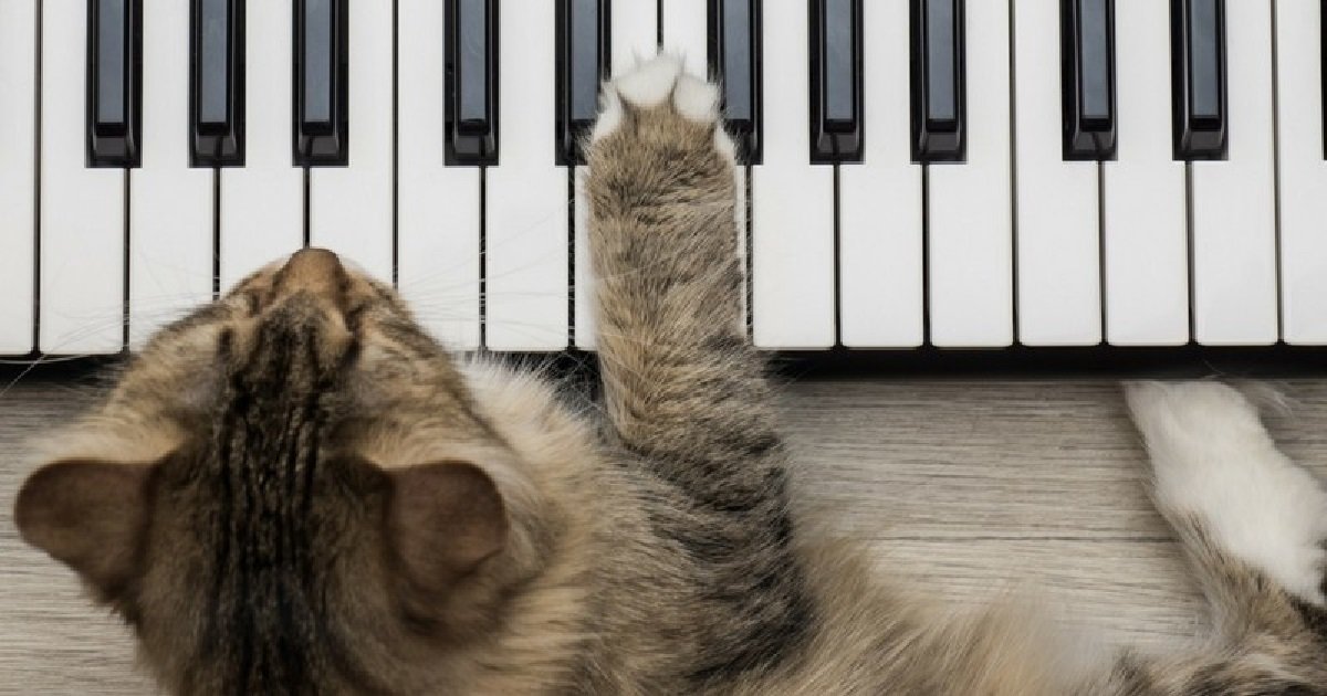 chat.jpg?resize=1200,630 - Ronron thérapie: cette musique a été créée pour détendre votre chat !
