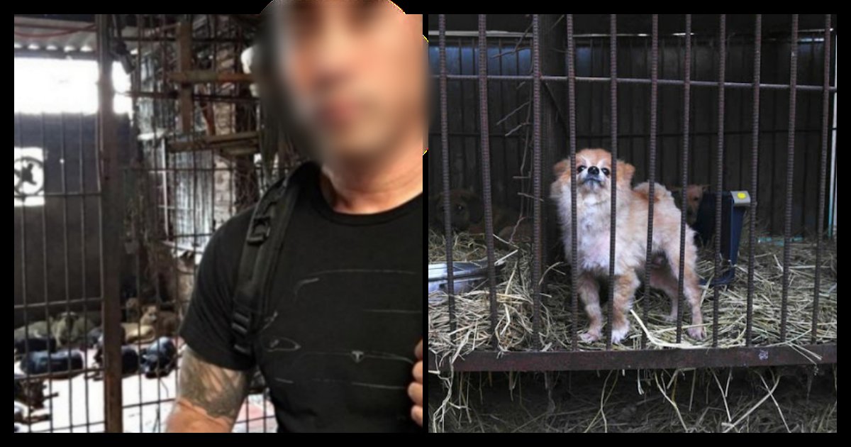 collage 316.png?resize=1200,630 - “개고기 사겠다”며 개고기 도살장에서 강아지들을 모조리 사고 있는 '한국계 남성'