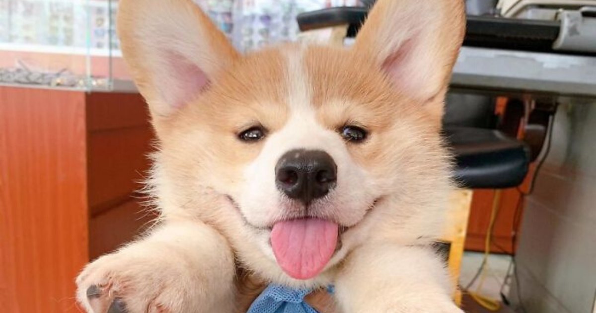 corgi6.png?resize=412,275 - Corgi Puppy Gave Owners And The Internet A Mini Heart Attack After He Was Found Lying On The Floor Covered In Red Liquid