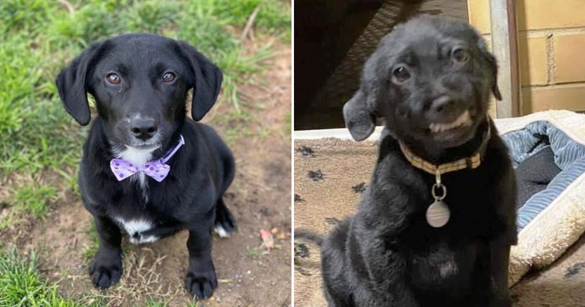 cute6.png?resize=412,275 - Black Labrador Shows His Goofy Smile Whenever People Stop To Speak To Him