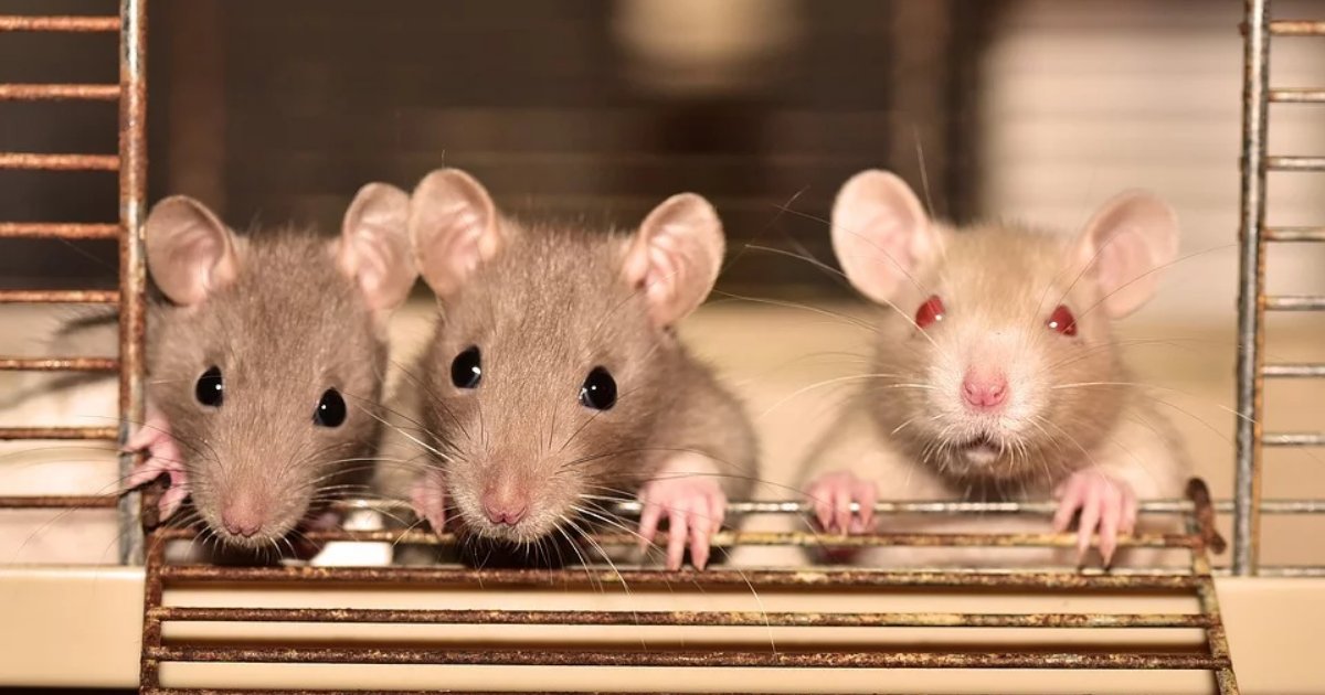 cuuuuute.png?resize=412,275 - Man Who Passed Away On A Bus In China Tested Positive For Hantavirus Infection