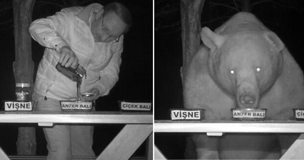 d2 3.png?resize=412,275 - Bears Regularly Came To This Man's Farm to Steal Honey, So He Turned Them Into Honey Tasters