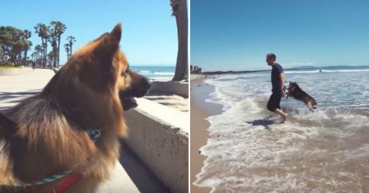 d6 1.png?resize=412,232 - The Dog Who Was Chained For His Entire Life Saw The Ocean For The First Time