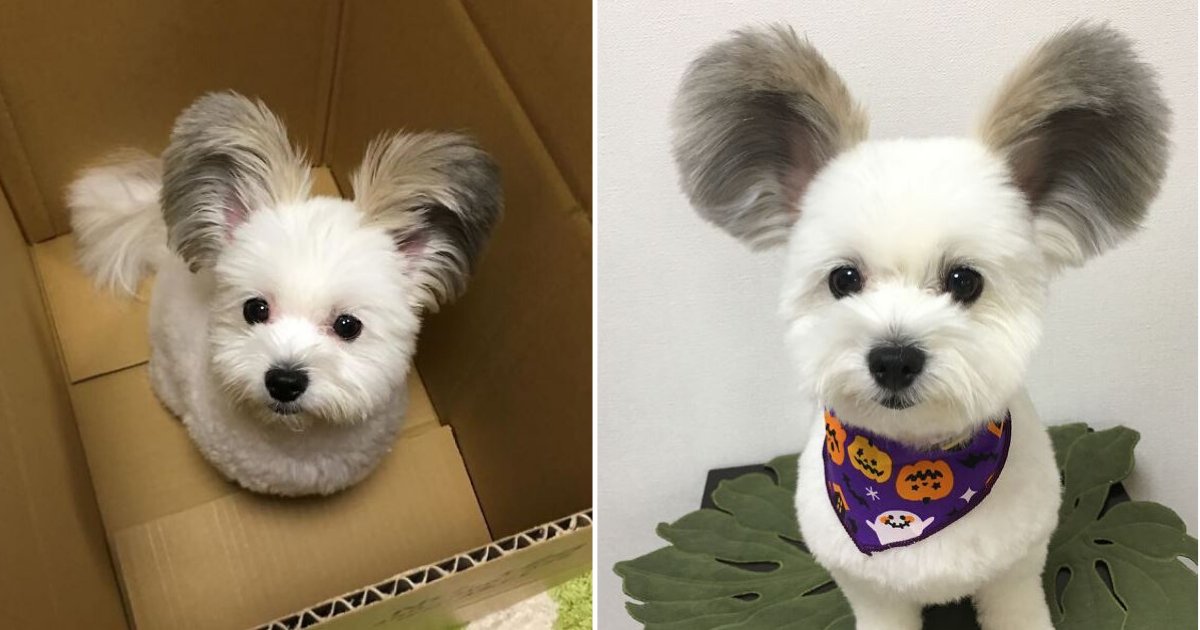 d6 3.png?resize=1200,630 - This Dog Has Mickey Mouse Ears and We Can't Get Over This Adorable Furry Pouch