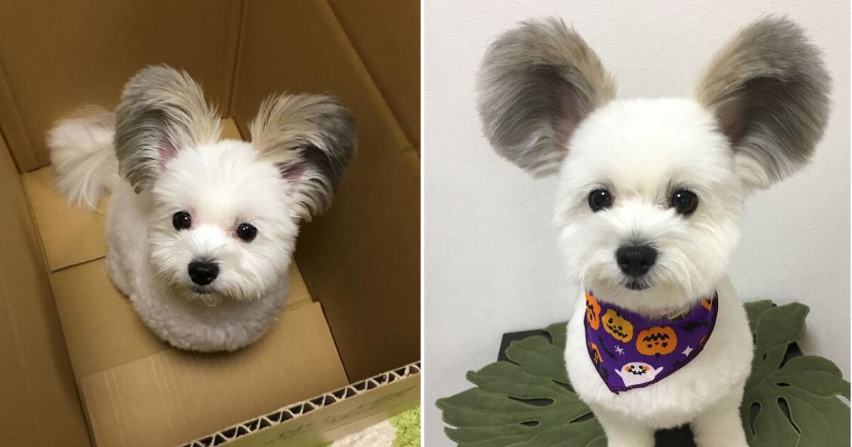 d6 3.png?resize=412,275 - This Dog Has Mickey Mouse Ears and We Can't Get Over This Adorable Furry Pouch