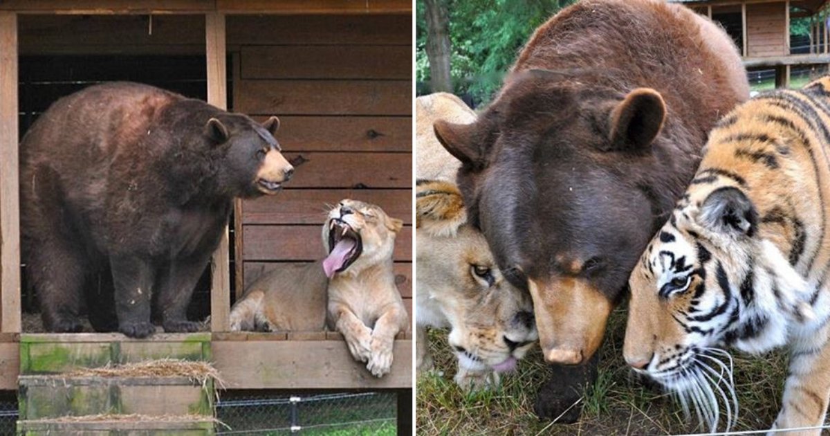 d6.png?resize=412,275 - Three Friends- Lion, Tiger and Bear are Friends Since 19 Years